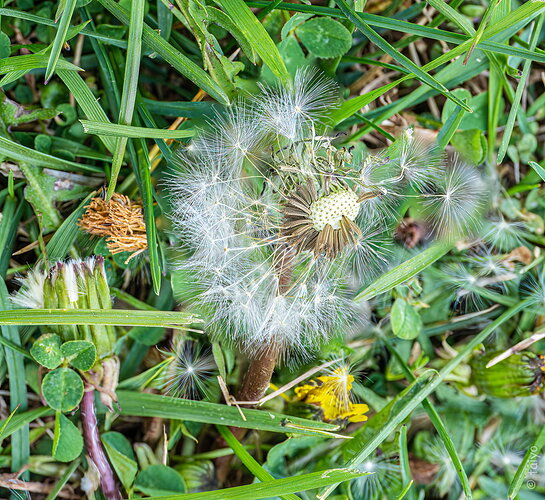 Dandelion l  3-30-26.jpg