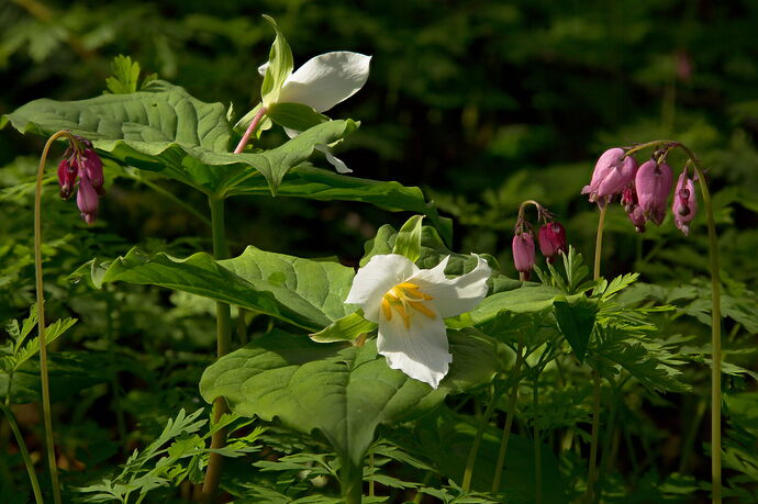 Woodland Spring Friends