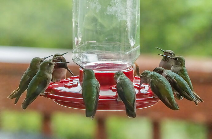HUMMERS.jpg