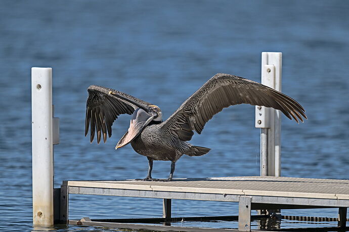 Brown Pelican.jpg