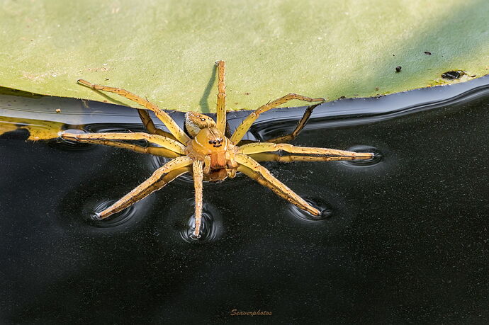 Fishing Spider.jpg