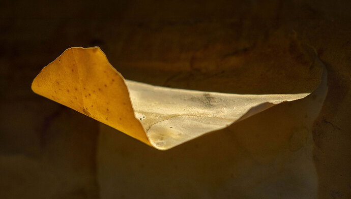 Tree-bark-c-