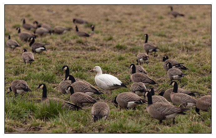 Original - Snow Goose-NPN.jpg