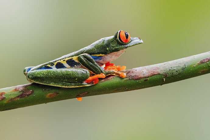 Green Tree Frog 4abc.jpg