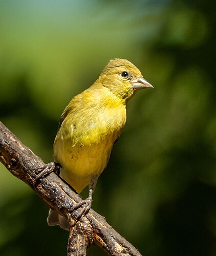 GOLDFINCH.jpg