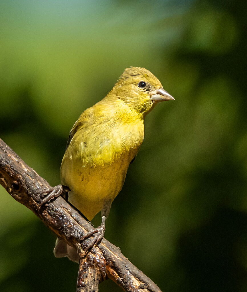 lesser-goldfinch-avian-critiques-nature-photographers-network