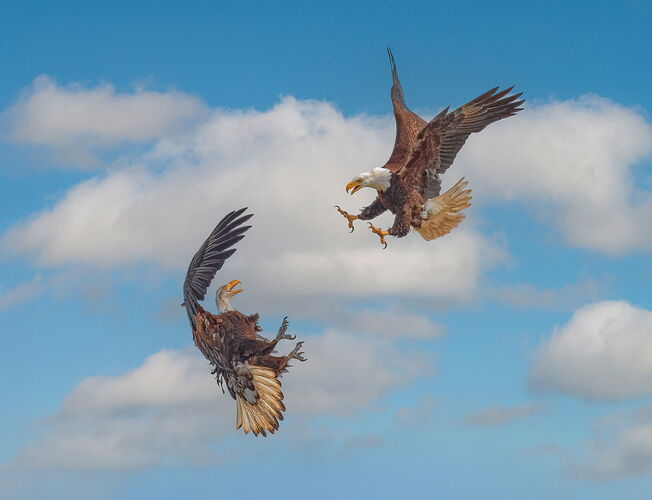 playing-eagles-copy-5p 456