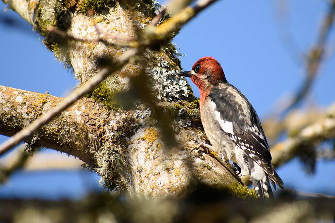 Red-breasted sapsucker (I’m pretty sure)