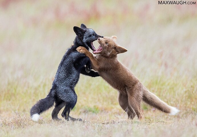 Silver and Cinnamon Red Fox Kits