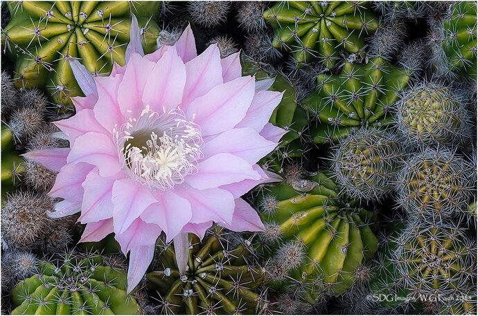 Beauties-and-Beasts2025-06-03-09-14-31-(A,R8,S4)A7r3-25.jpg