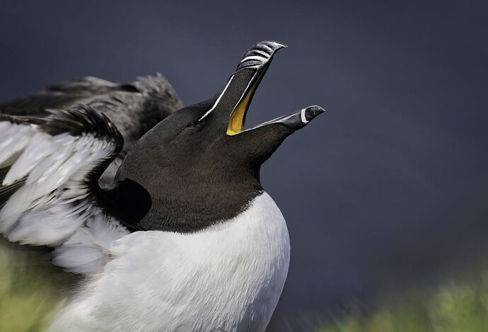 Razorbill-Portrait-copy_DxO-edit2.jpg