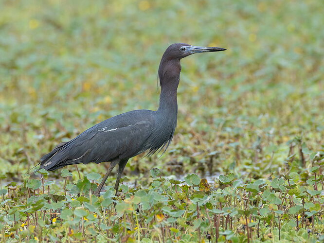 Little Blue Heron 20.jpg