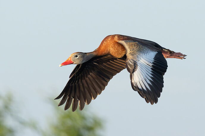 Black-bellied Whistling Duck.jpg