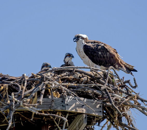 _PF_1621-Edit_DxO