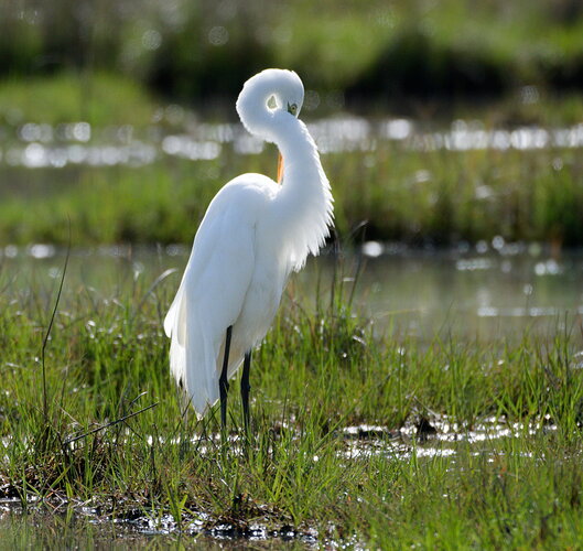 Original - _DSC7333_1_DxO.jpg