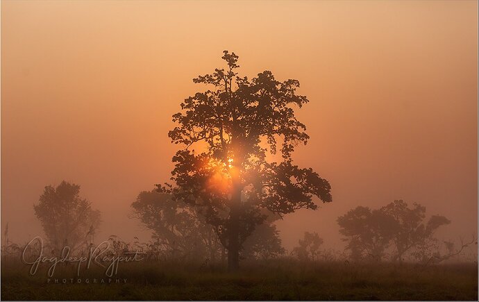 Foggy Morning