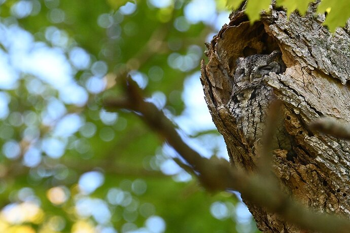 Eastern Screech Owl