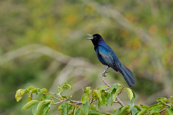 _S1A7623_1_DxO.jpg