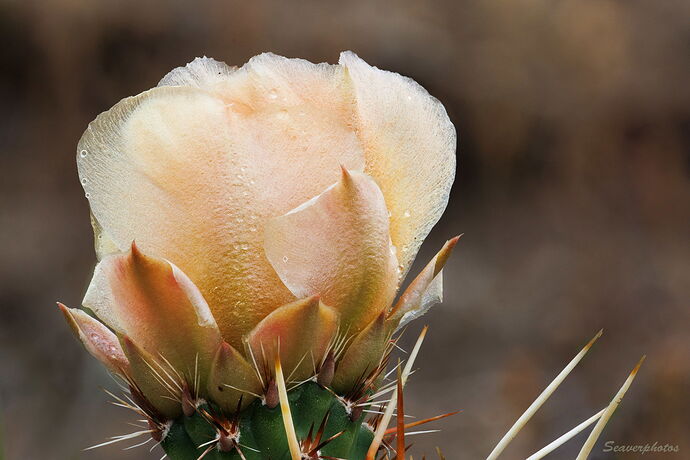 Plains Prickly Pear.jpg