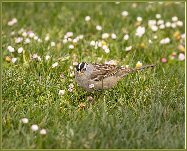 White-crowned Sparrow-NPN.jpg