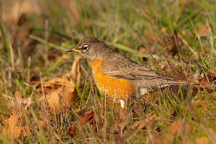 American Robin in the Grass-NPN.jpg