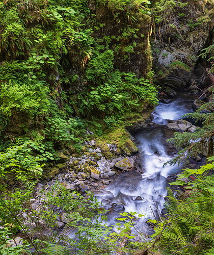 Intermediate-Lorraine Vinci.jpg Enchanted Forest.jpg