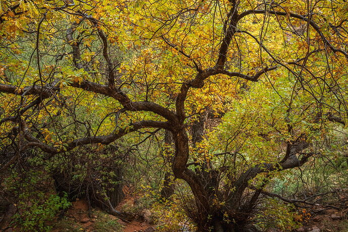 Autumn Leaves on Gambel Oak.jpg