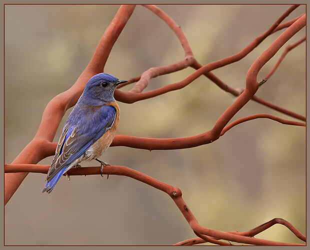Western Bluebird and Madrone-NPN.jpg