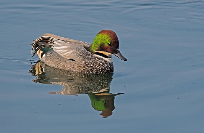 Falcated Duck