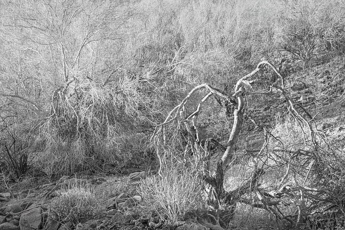 Palo Verde 3rc