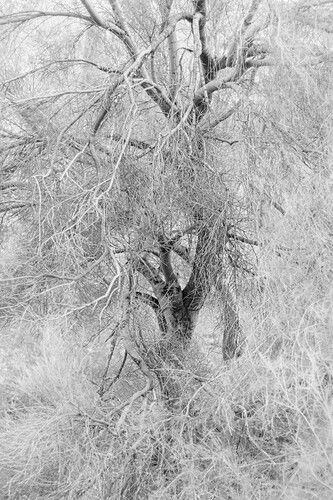 Palo verde c (1 of 1).jpg