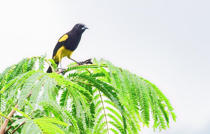 Black Cowled Oriole