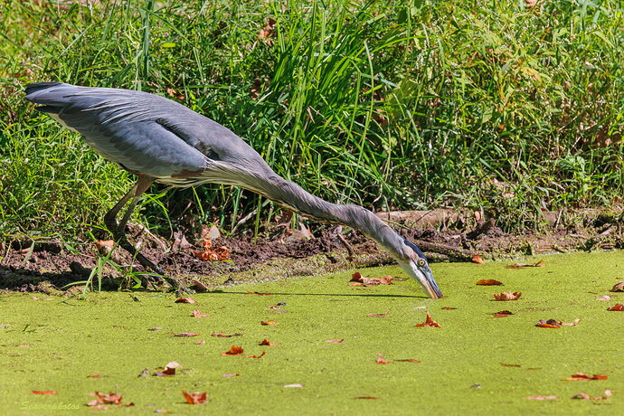 Original - GBH striking.jpg