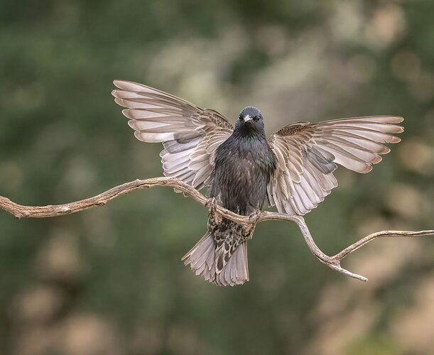 Starling, landing flare