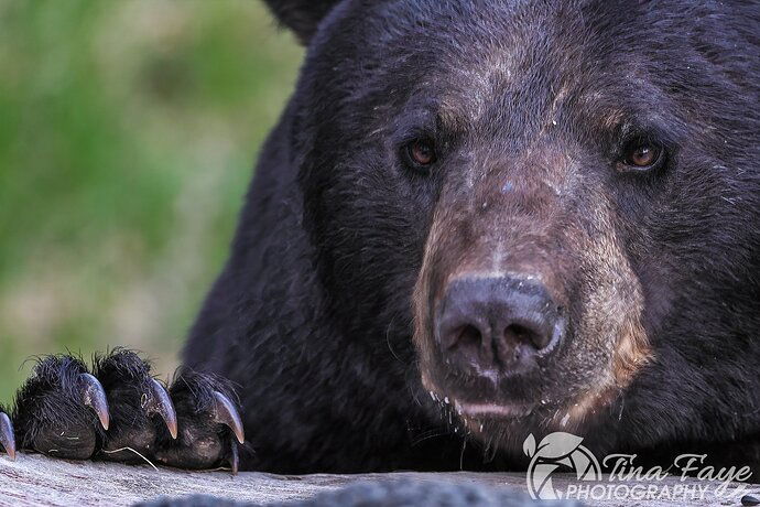 Black Bear 5.12.23 4287 qc2.jpg