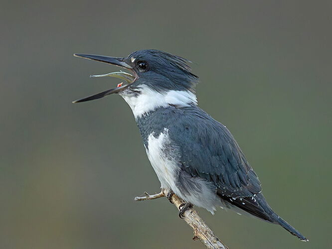Belted Kingfisher 161.jpg