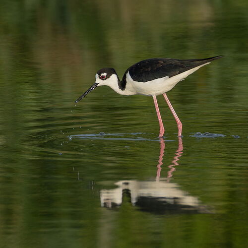 Black-necked Stilt 9