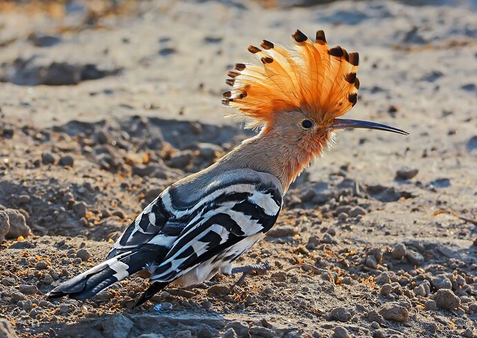Hoopoe-repost