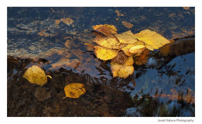 Leaves at the edge