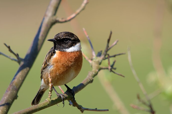 European stonechat, perched on a branch