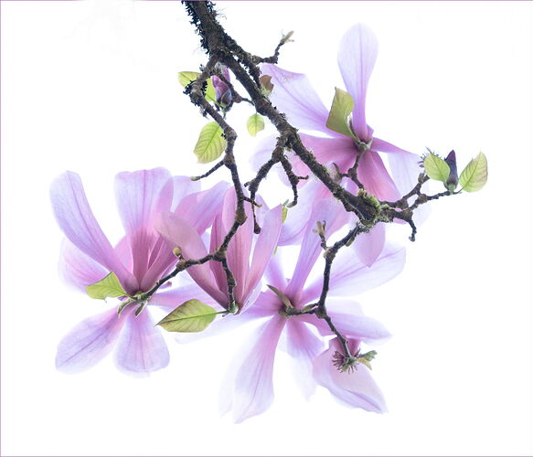 -20250413-_7R55670-Squaxin Park-Edit-Edit-Edit