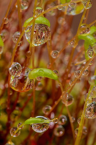 Moss Sprouts After an Overnight Rain Shower