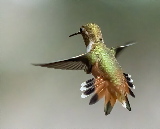 Original - RUFOUS.jpg