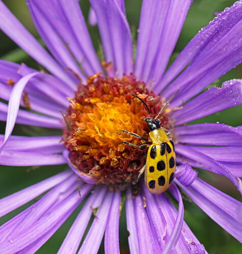 SpottedCucumberBeetle.jpg