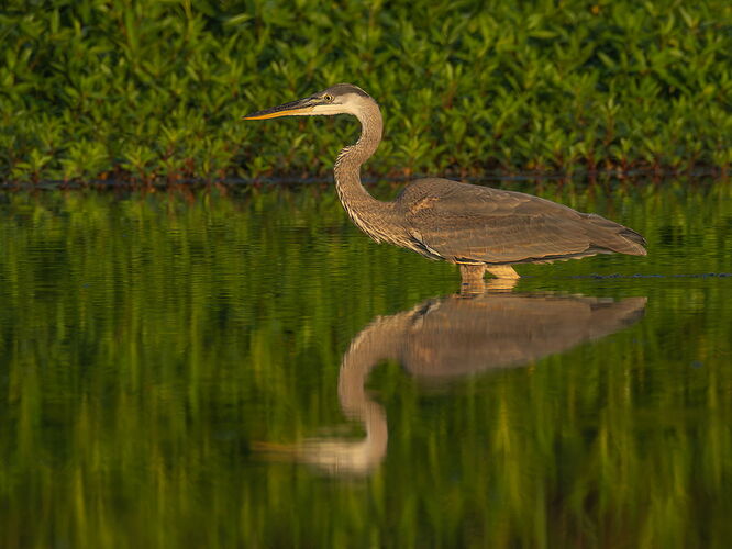 Great Blue Heron 51.jpg