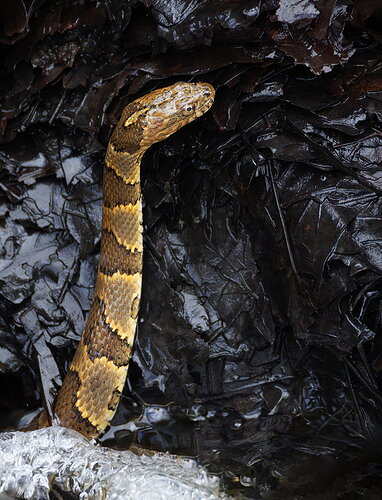 Watersnake 14.jpg
