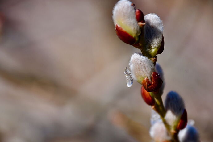 Willow and Ice, March.jpg