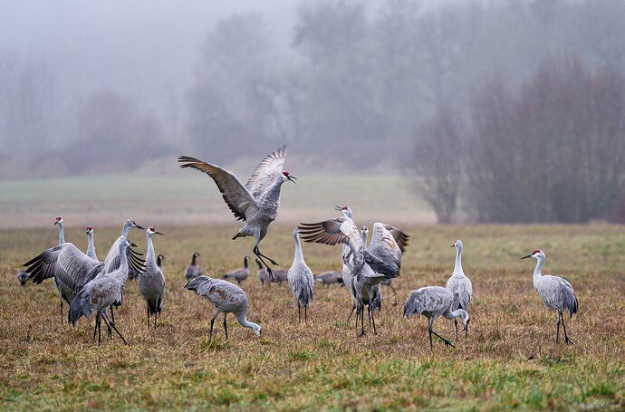 Crane Dance