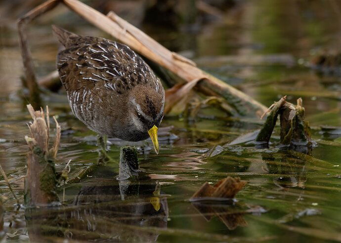 20170412-_7D20449campsite drip and 774-Edit