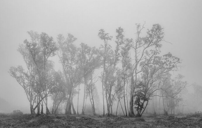 Eucalyptus grove in fog